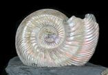 Iridescent Ammonite Fossils Mounted In Shale - x #38221-1